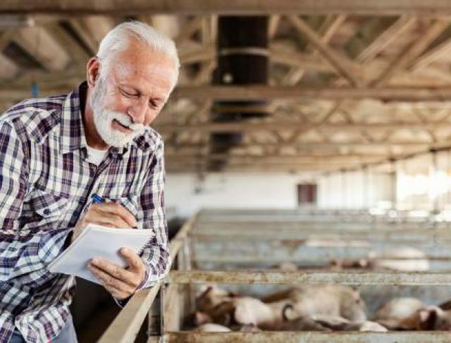 5 Dicas Essenciais para Melhorar a Nutrição e Desempenho de Suínos e Aves